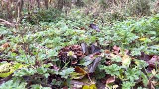 Celebrity Wavy cap mushrooms uk Wealth