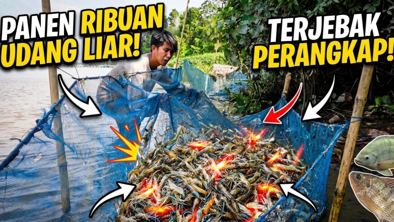AKU PANEN RIBUAN UDANG LIAR DALAM PERANGKAP DI PINGGIR SUNGAI