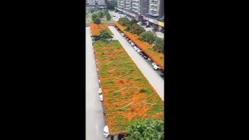 From Rooftop Gardens to Passive Income | WP CV Builder Inspiration 🌱