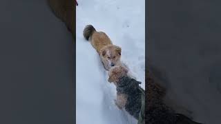 🐕‍🦺 Dog jump #dog #winter #travel #animals