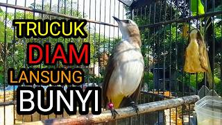Download lagu Suara burung trucukan gacor memanggil lawan pancingan trucuk betina memanggil jantan agar bunyi