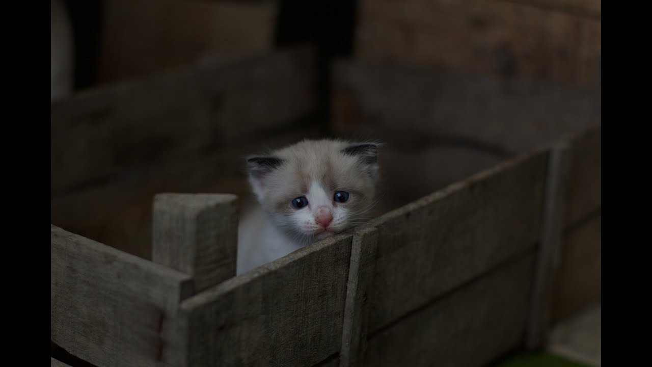 im so sorry @FreshThePig MC