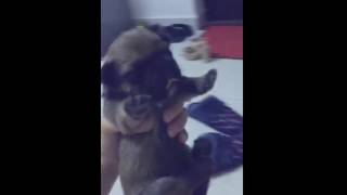 Meng Da Little Dog Dog Small Play With The Dog, Who W