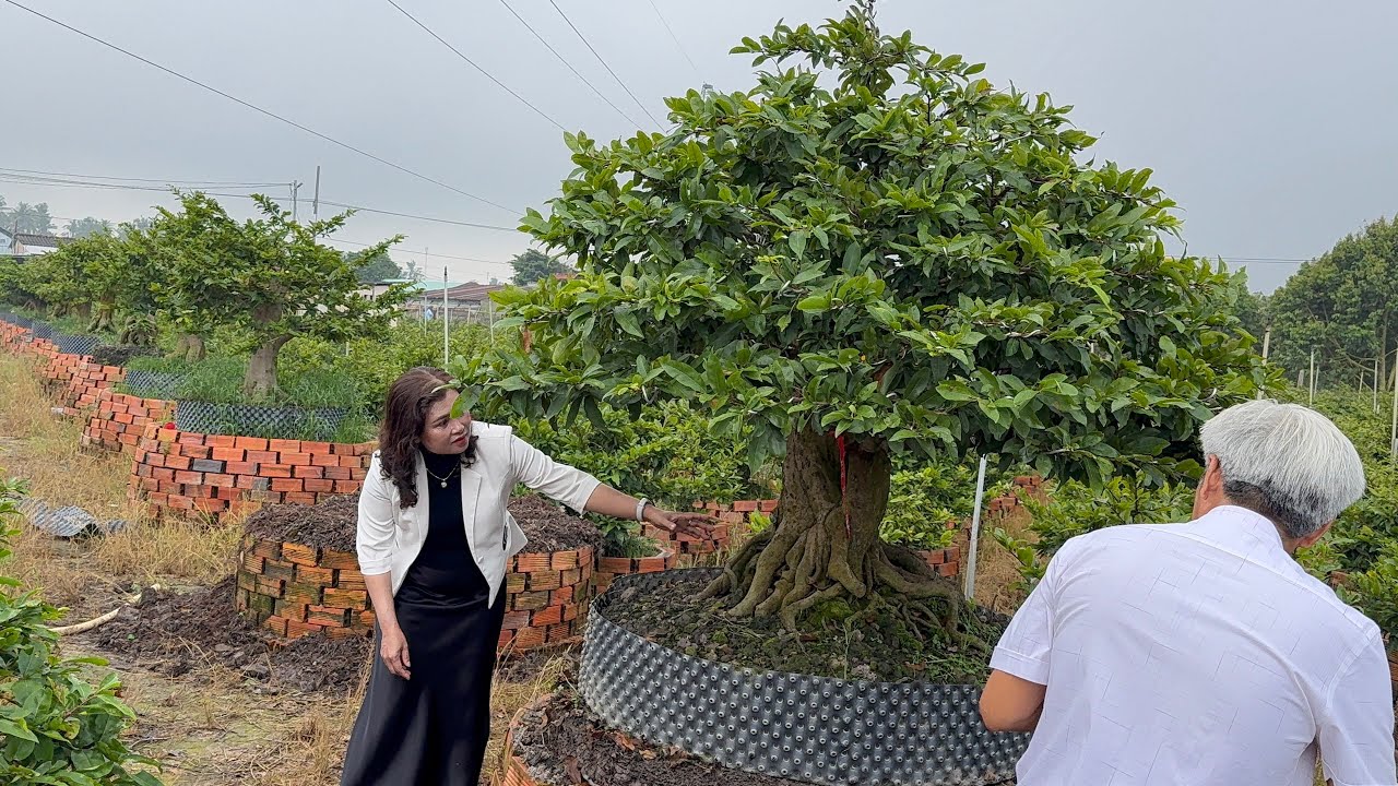 КЛИЕНТЫ NHON TRACH — ОТПРАВЛЯЙТЕСЬ В САД, ЧТОБЫ КУПИТЬ БОЛЬШИЕ ДЕРЕВЬЯ ЧЕТЫРЕХ ВРЕМЕН ГОДА И БОЛЬ...