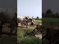 Water Lifting With Bulls #ytshorts #shortsviral #shorts #farmingtraditions #farming