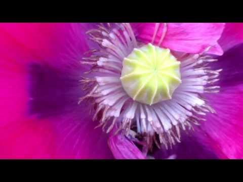 Bumblebee buzz pollination video