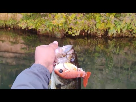 Big Bait, Big Fish ?🤔 (Throwback Baits Mob Walker)