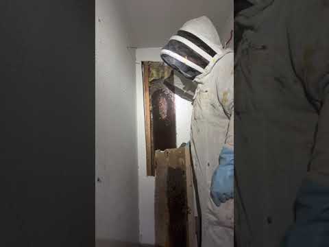 Keith’s Bee Service video still — Honeybees in a Garage Wall