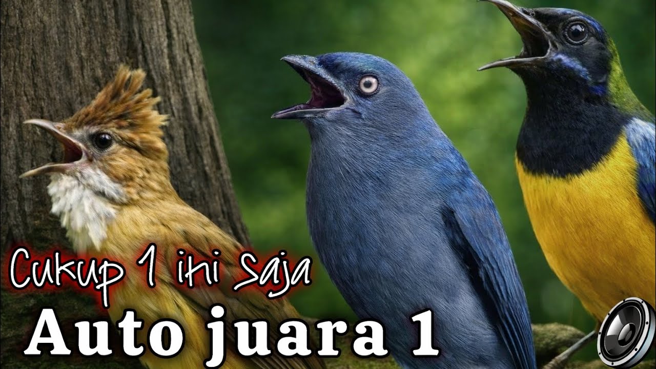 🔴masteran murai batu cukup ini auto juara 1 cungkok kapas tembak srigunting abu jeda alami 