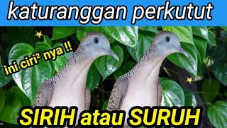 characteristics of the sirih or suruh turtle dove