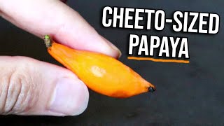 This Extremely Small Papaya Looks Like a Cheeto (Oak Leaf Papaya)