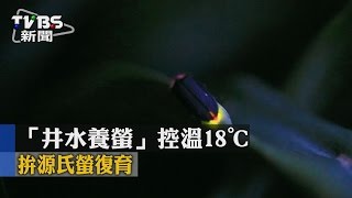 【TVBS】「井水養螢」控溫18℃ 拚源氏螢復育