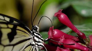 Butterfly Rainforest Moment: How do they taste?