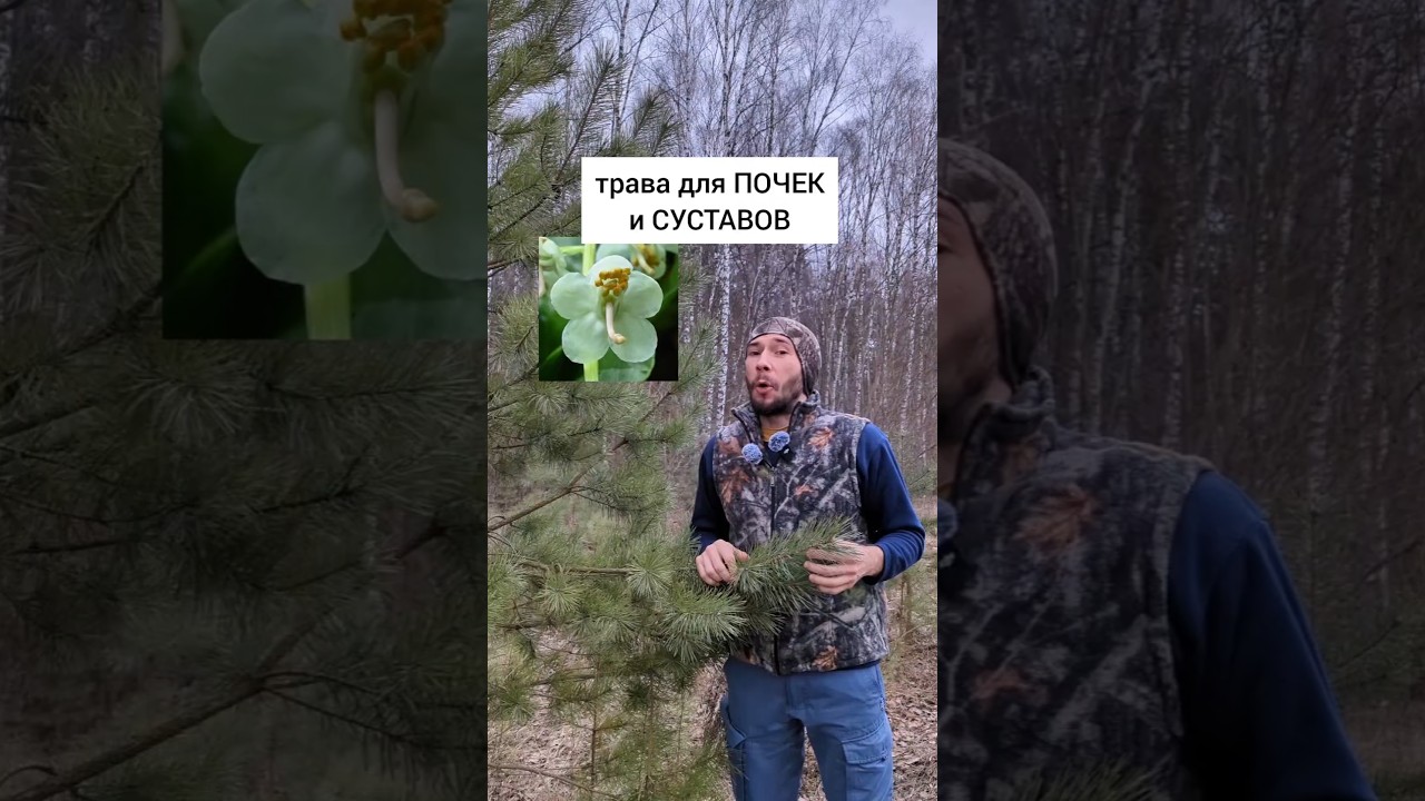 Трава-загадка для почек и суставов #травы #травыдляздоровья #здоровье #здоровьебезлекарств