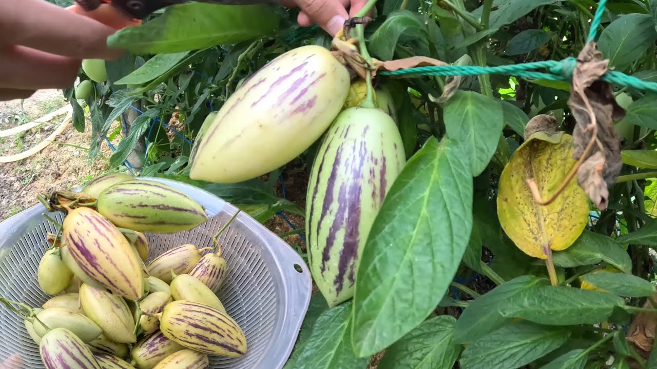 DƯA PEPPINO - Lúc Mong Chín Không Có, Giờ Chín rộ, ăn không kịp.