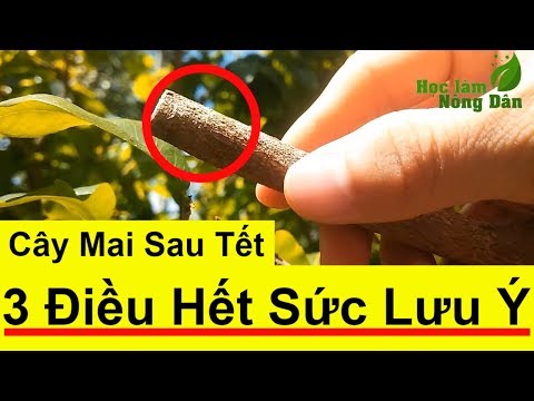 Hướng Dẫn và Kỹ Thuật Cách Chăm Sóc Cắt Tỉa Cành Cây Mai Vàng Sau Khi Chơi Tết | Học làm Nông Dân