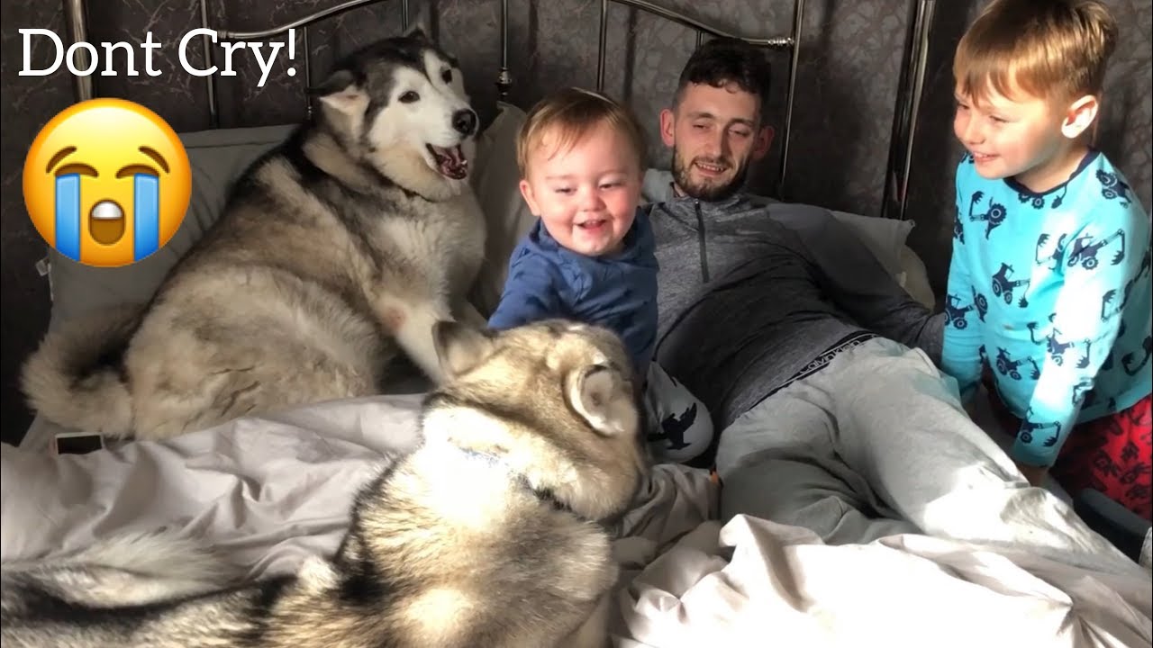 Baby Refuses To Go Sleep And Stop Crying Until He Has His Huskies