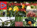 Top 10 fastest growing trees in india