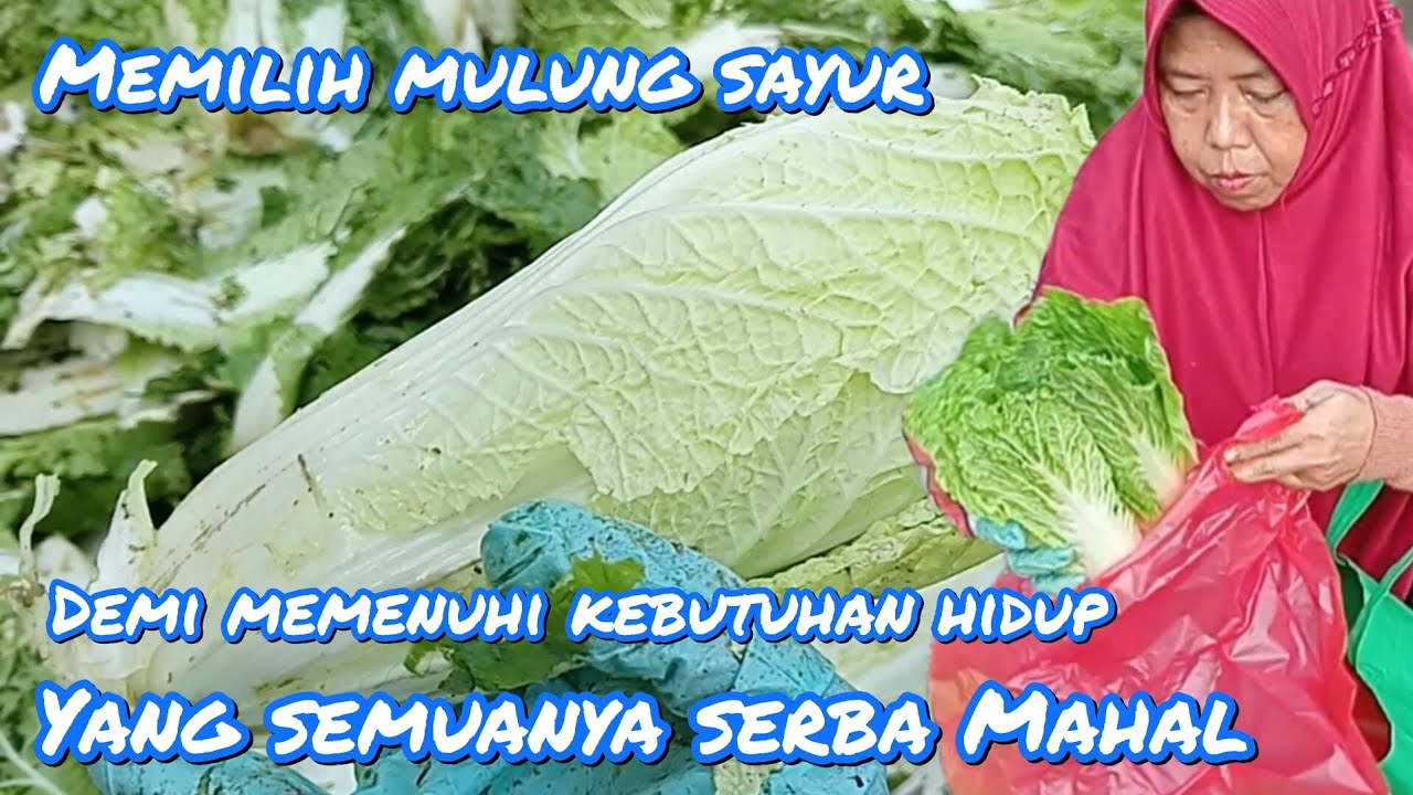 MEMILIH MULUNG SAYUR, DEMI MEMENUHI KEBUTUHAN HIDUP YANG SEMUANYA SERBA MAHAL ⁉️