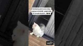 Kedi Sinekliği