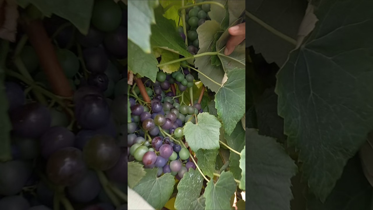 African Vineyard Adventure 🍇 | Tanzania’s Secret Wine Paradise | Lushoto Travel Vlog