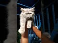 ചുന്ദരി  പൂച്ച 🐱Cute cat🐱#pets #trending  shorts 🐱video💕