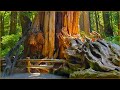 Hiking Hoh River Trail & Hoh Rainforest (BIZARRE TREES) Olympic National Park