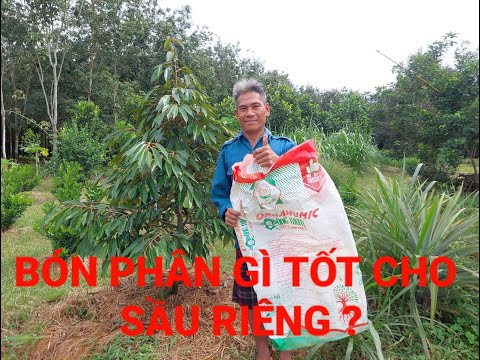 BÓN PHÂN GÌ TỐT CHO SẦU RIÊNG VÀ CẢM NHẬN SẢN PHẨM CỦA BÁC NÔNG GIA