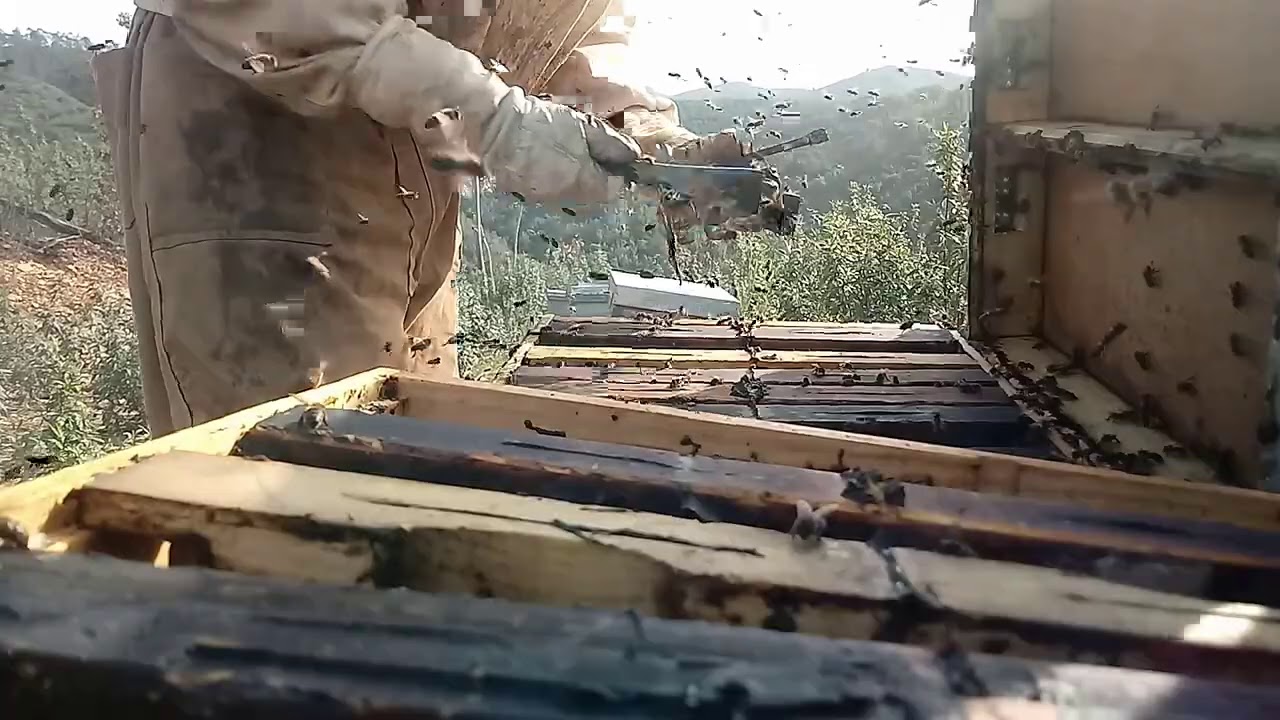 División de una colmena. 