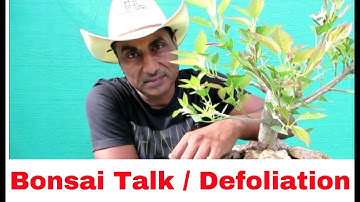 Bonsai Talk/Defoliation and Pruning/On Viewers Demand