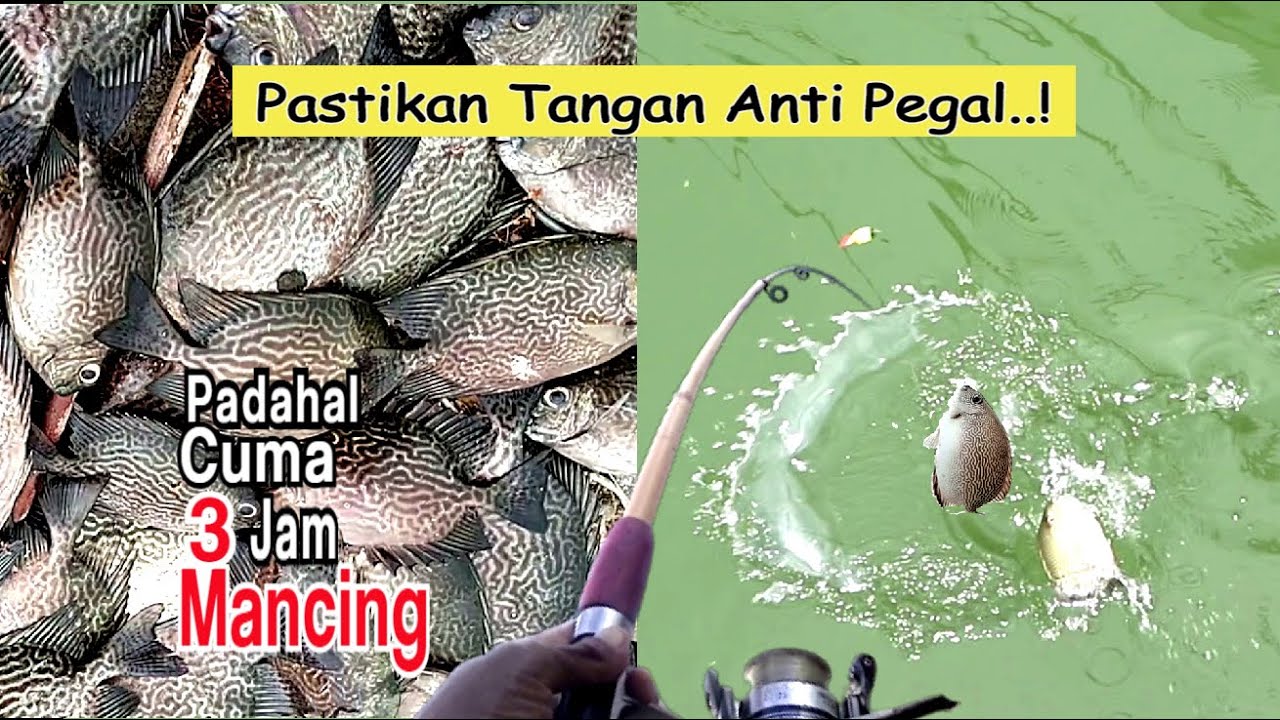 Mancing BARONANG.? Lakukan Cara ini, Hasil Melimpah || Rabbitfish ||The Legend of Moci. PART 41