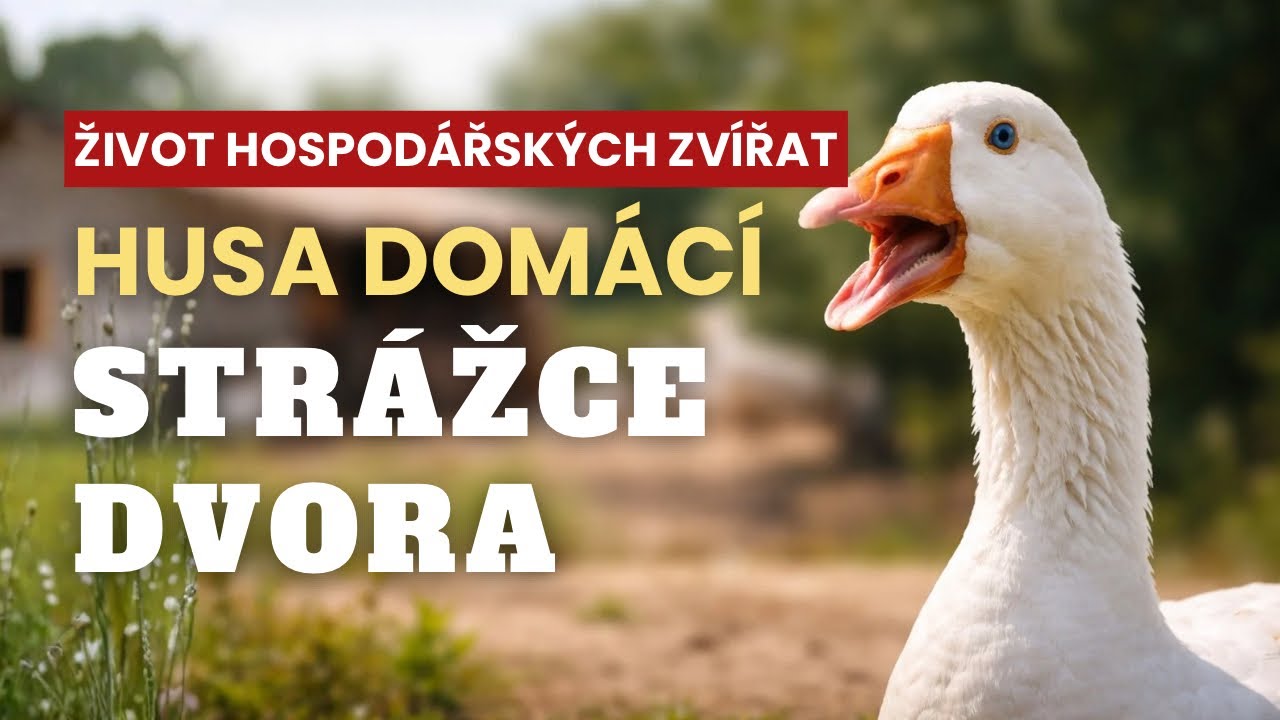 Husa domácí: Strážce dvora z divočiny – příběh domestikace, který překvapí
