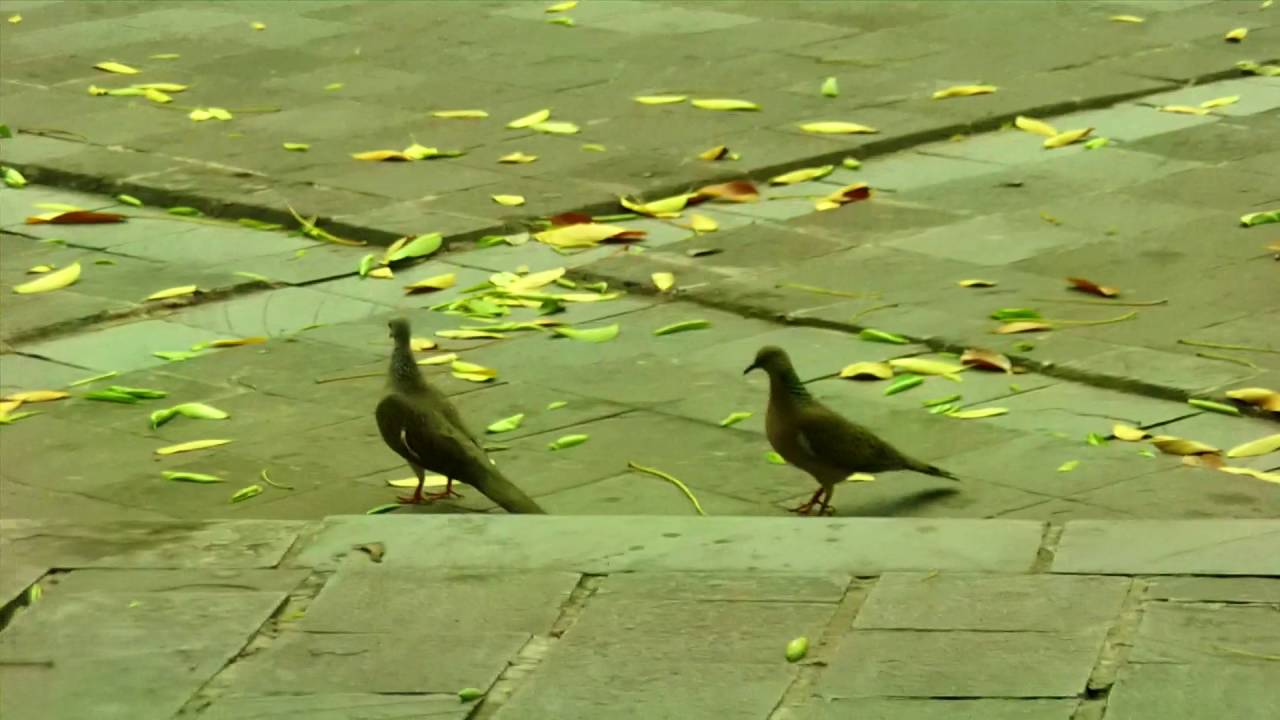 Burung Tekukur Si Petarung Sejati Street Fighter Doves Youtube