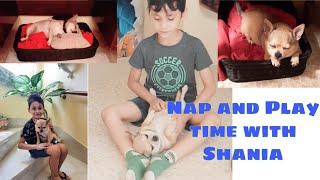 Amazing Chihuahua (Shania) Nap and Play Time.