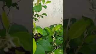 More Flowering In Apple Ber. Ye Kam Jarur Kare .My Terrace Garden.