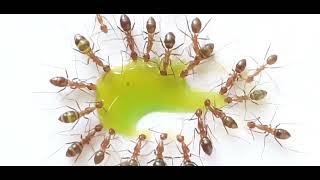 Ants vs nectar 🐜🍡 #satisfying #relaxing #subscribe