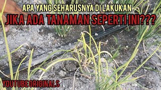WHAT SHOULD BE DONE WITH ONION PLANTS THAT ARE MOLER/SINGLE? LOOK AT THE EXPLANATION.