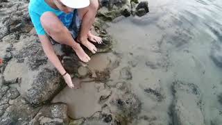 Marlon and the octopus 2020