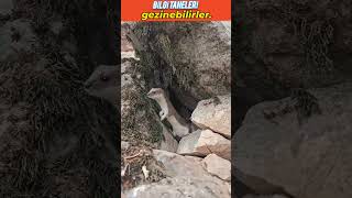 Elektrikçilerin Eski Dostu Gelincikler