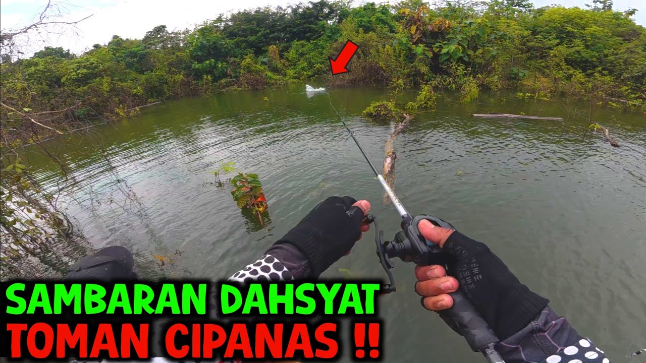 Toman disini G4N4S - G4N4S‼️ Casting toman bendungan cipanas