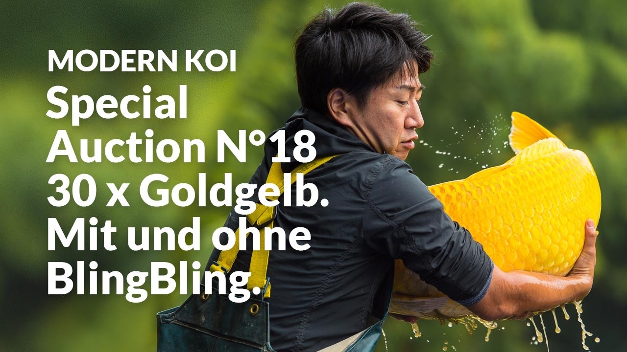 Alle Koi der Special Auction No. 18 im Detail erklärt | Konishi Koi News