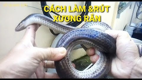 CÁCH LÀM THỊT VÀ LẤY XƯƠNG RẮN HỔ HÀNH CỰC DỄ - AI LÀM CŨNG ĐƯỢC. Võ Quang Sơn - Tiền Giang.