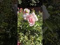 Wildeve tree Rose @Filoli, CA