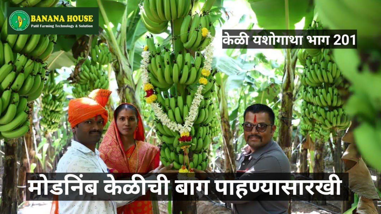 माढा मोडनिंब श्री सोमनाथ भालेराव यशोगाथा Banana export success story