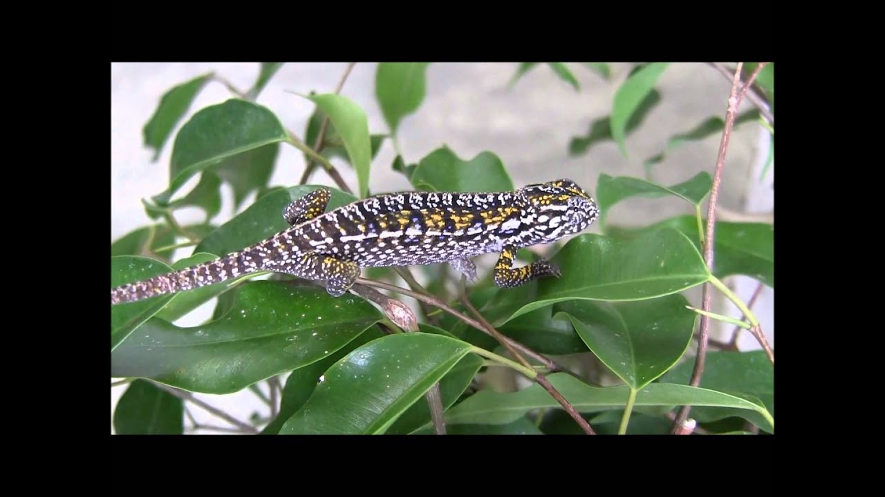 lateralizar Carpet Chameleons