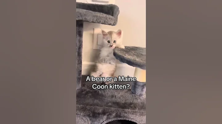 Watch the video about I'm a bear, rawr!