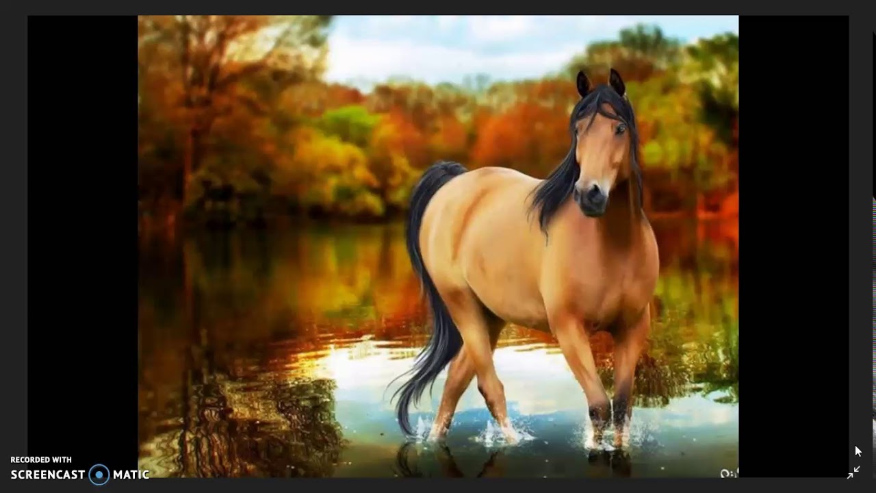 Дикий гнедой мустанг. Англо-арабская порода лошадей. Конь ф 5. Порода лошадей рокки маунтин. Животные лошади.