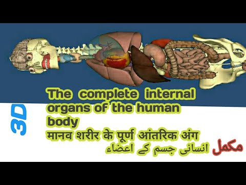 The complete internal organs of the human body मानव शरीर के पूर्ण