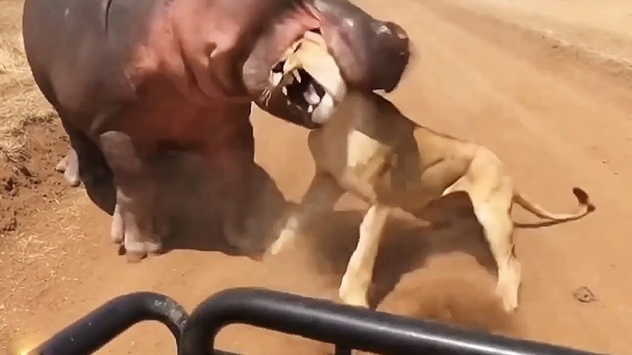 Unbelievable Wild Animal Footage That Seems Too Incredible to Be True! – Video