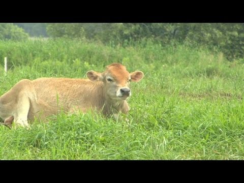 Video: How To Tell Veal From Beef